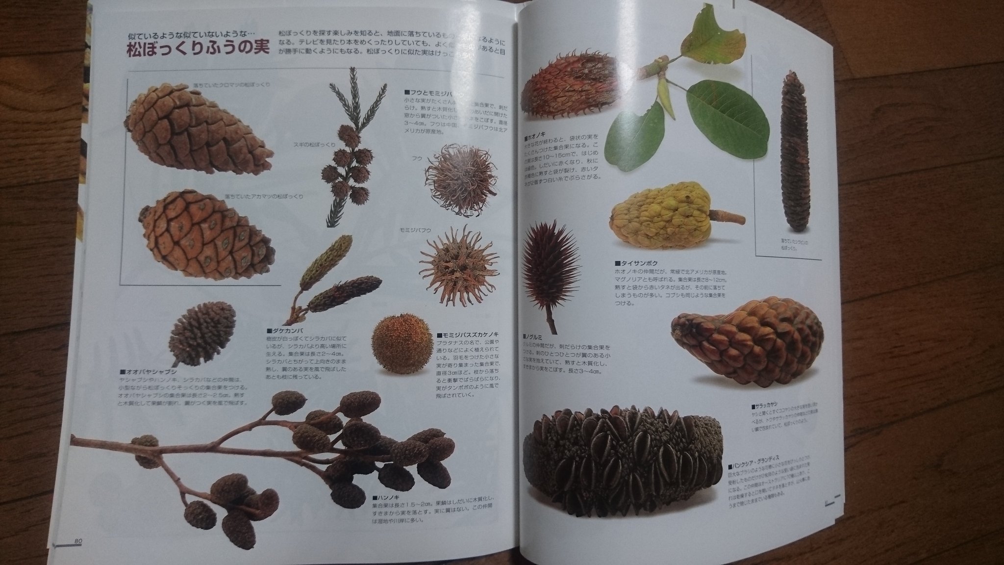 ট ইট র ぷき 秋になると眺める本 ひとくちに ドングリ 松ぼっくり と言ってもいろんな種類が とても覚えられない 木の実って可愛い 本 図鑑 探して楽しむドングリと松ぼっくり