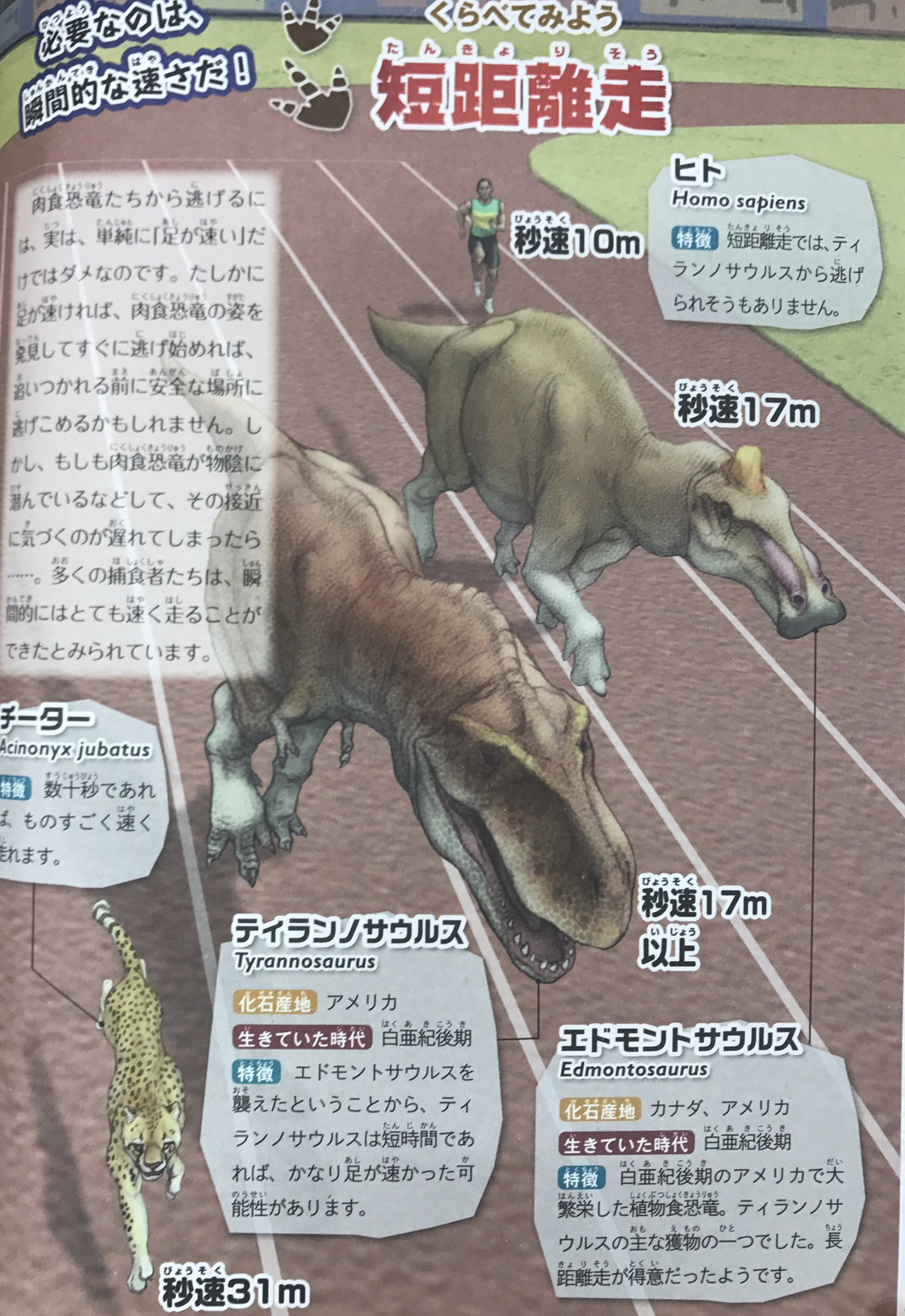 もしも の図鑑 恐竜と走る速さを比べる 最強肉食恐竜であるティランノサウルスは時速km そしてなんとヒトも時速km え 頑張れば逃げられるかも と思いきや短距離走でのティランノサウルスは秒速17m以上 一方ヒトは秒速10m 幸運を祈ります