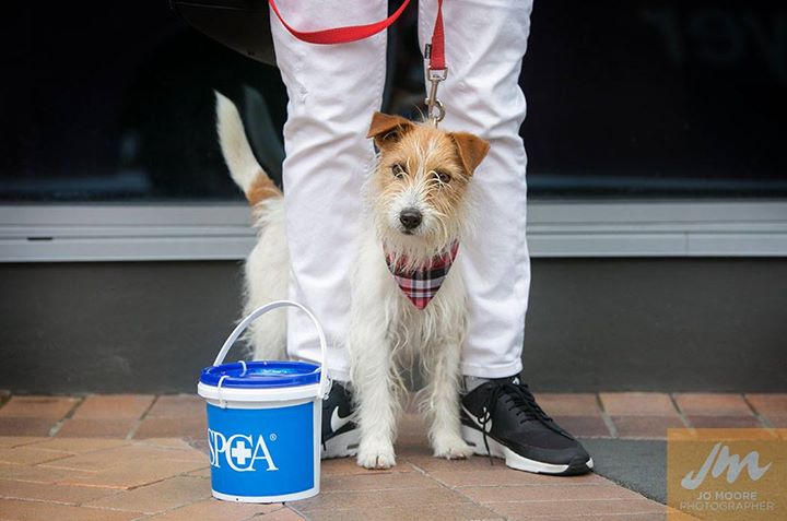 Thank you so much to everyone who donated to our wonderful volunteers today! We will be out tomorrow with lots of smiles &amp; waggly tails!