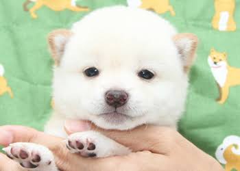 小豆柴の赤ちゃんが可愛すぎる 小豆柴の特徴を解説 値段や購入方法は Find Something New