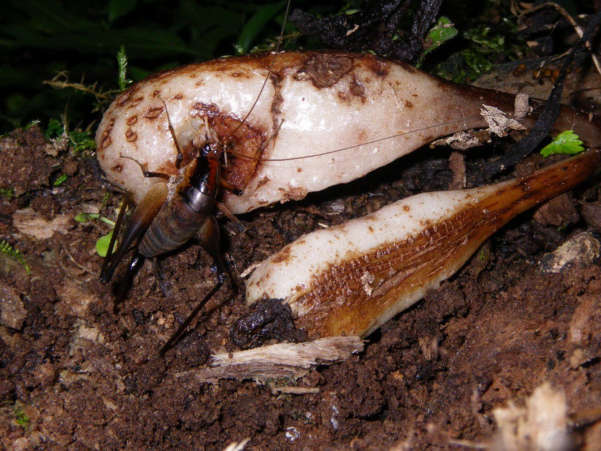 カマドウマすごいぜ やつは 植物種子の 運び屋 として活躍していた 末次健司氏が研究を発表 Togetter