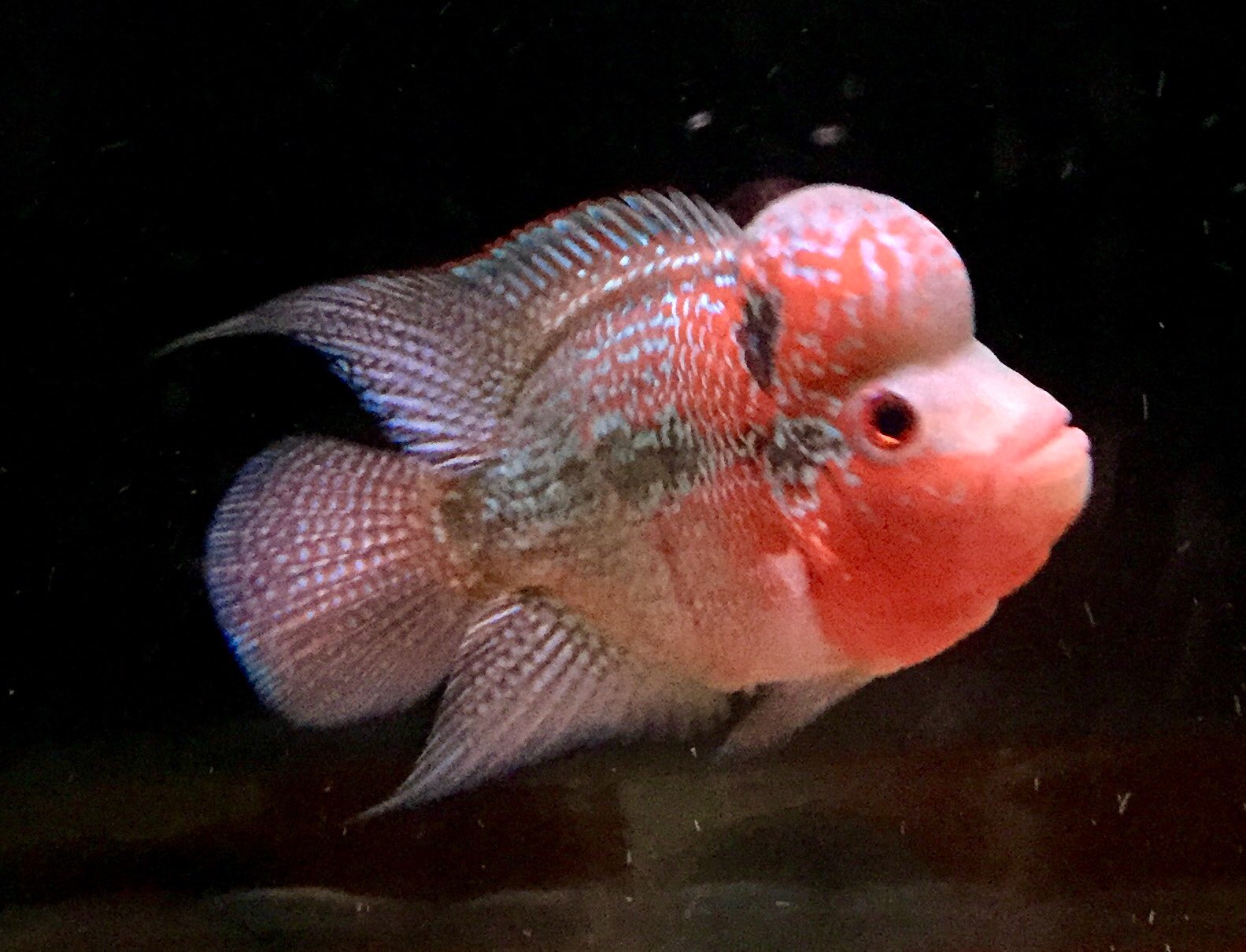 岡田金魚店 ビックヘッドフラワーホーン ショートボディ入荷しました 頭のコブや色合いなどを考慮し一番綺麗な個体を厳選しました よろしくお願いします T Co Gzp3bgm0hw Twitter