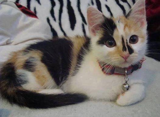 catsnkittys's tweet photo. Amazing markings... https://t.co/HWb5JaOqWQ