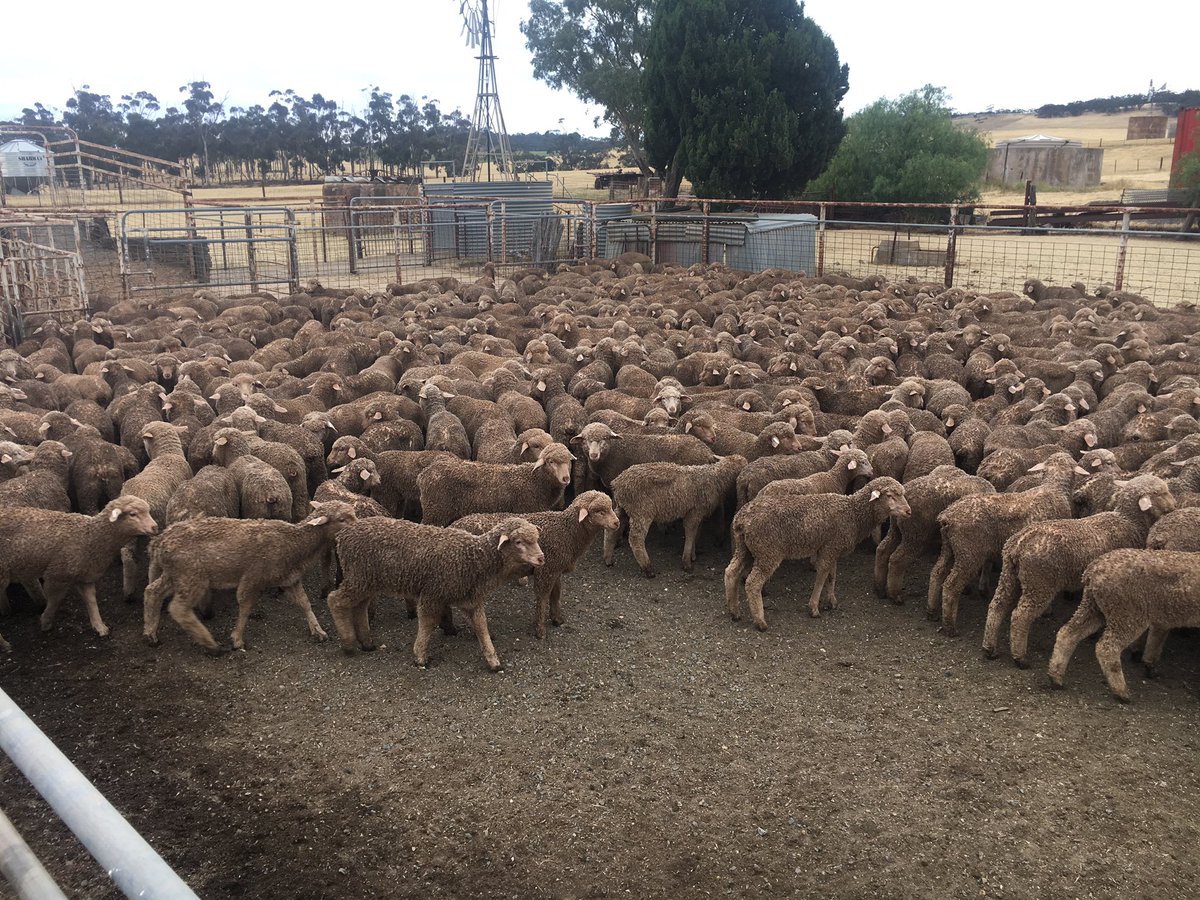 All nicely soaked 🖕flies !! #extinosad