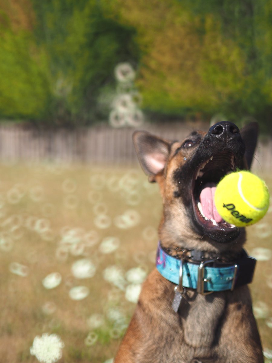 0ptimissed's tweet photo. #malinois #dog #protectionk9 #puppy D'argo https://t.co/MYdxBnbcQ6