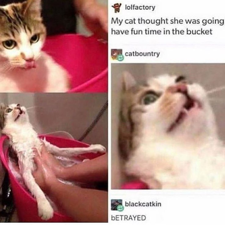 DEVILZSM's tweet photo. //ππ’//Credit: ________________________#bucket #buckets #catbath #catshatewater #bathtime #bathing #bathbomb #catsitting #catslife #catsforlife #kittycat #cutecat #cutekitty #wetcat #funnycat #catsarejerks #funnypic #hahahaha #lmfaooo #memestar #catmeme #catmemes
#instafun # https://t.co/fGmAqDMq1H