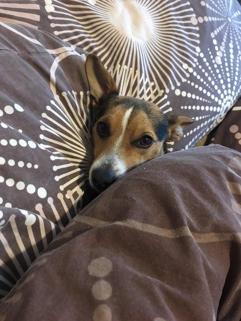 JackJackJRT's tweet photo. Nope. I don't want to get up 😐 #dontlikemornings #dontwanttogetup #leavemealone #needalayin #whenistheweekend #jackjack #jackjackjrt #jackrussell #jackrussellterrier #jackrussellcross #crossbreed #jackrusselloftwitter #dogoftwitter #dogsoftwitter https://t.co/iEHRaULC3A