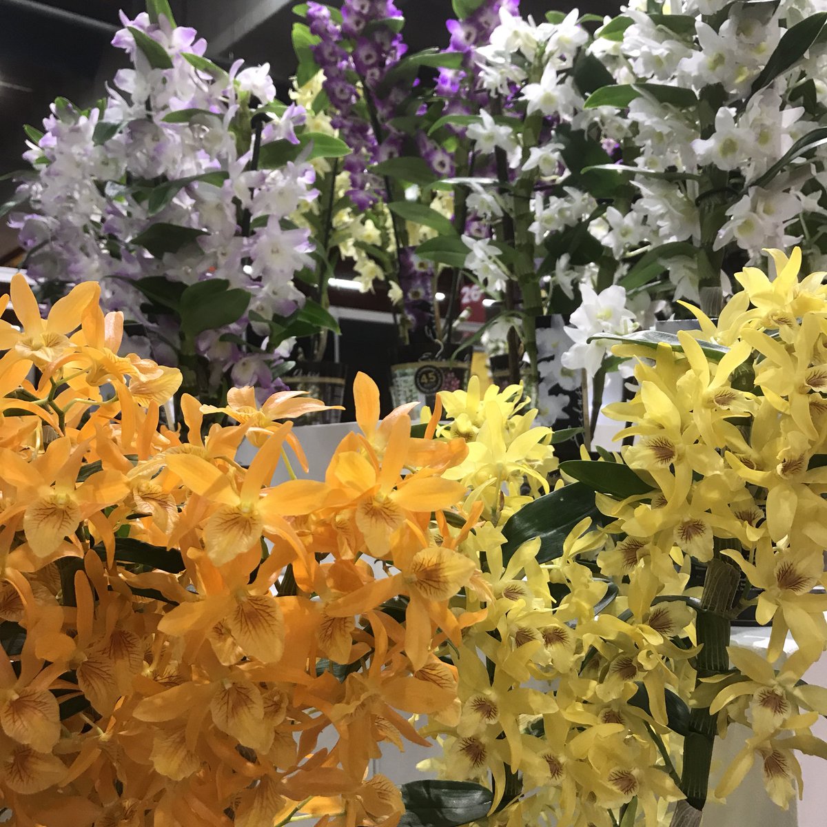 WooningOrchids's tweet photo. Vandaag is alweer de laatste dag van de @FloraHolland Trade Fair 2017. Kom onze Bamboe Orchideeën bewonderen in diverse prachtige kleuren in stand 27.2!
#royalfloraholland #tradefair #tradefair2017 #royalflorahollandtradefair #dendrobiumnobile #bamboeorchidee #orchidee https://t.co/sOCrUgyU8a