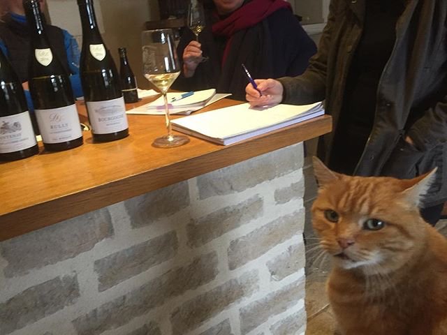 TannersWines's tweet photo. Look who we found! It’s Caramel the cellar cat at Domaine Borgeot #caramelthecat #cellarcat #catsatwork #burgundy #tastingwine #winetasting https://t.co/RdSFSIXCsQ