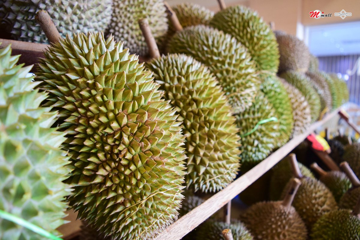 Mmall_'s tweet photo. Well looky here, the best durian from Balik Pulau is finally arrived at M Mall again ! Bet you could smell it from afar, wait no more ! Grab it now at M Mall 4th Floor (Car Park) ;) (y) <3
#MMallO2O #Durian #BalikPulau #DurianLovers https://t.co/3ZrkMau9CS