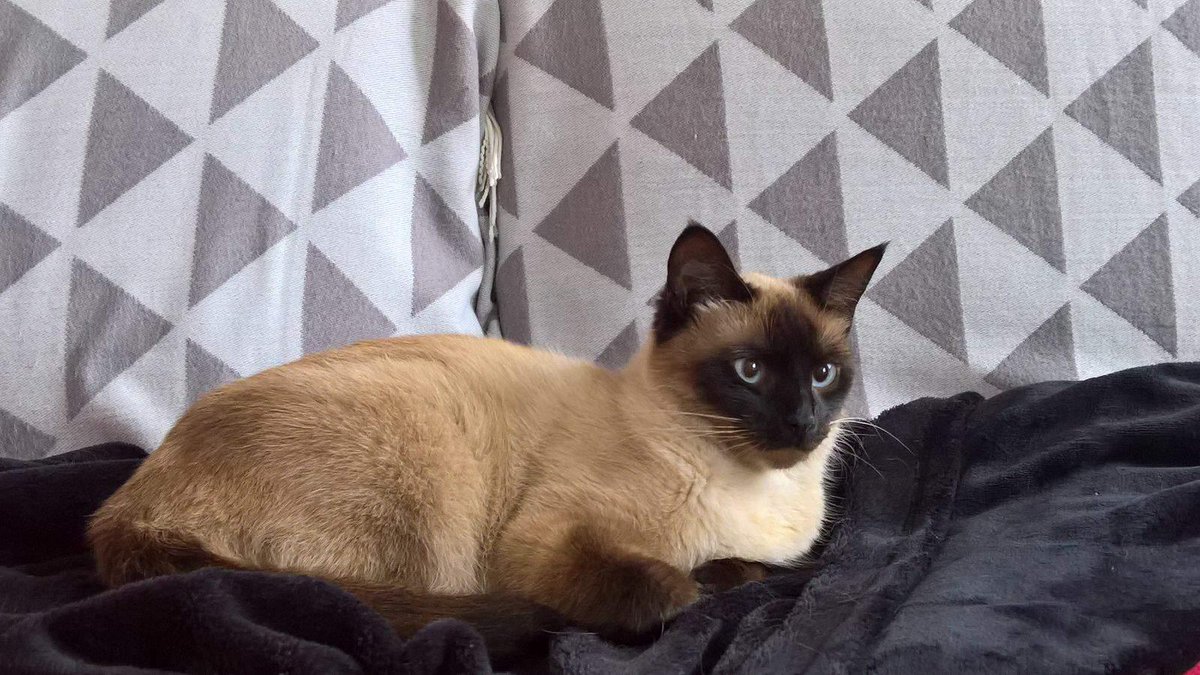 CapucineLeChat's tweet photo. Hello guys ! #CatsOfTwitter https://t.co/YdvgxlWTVP