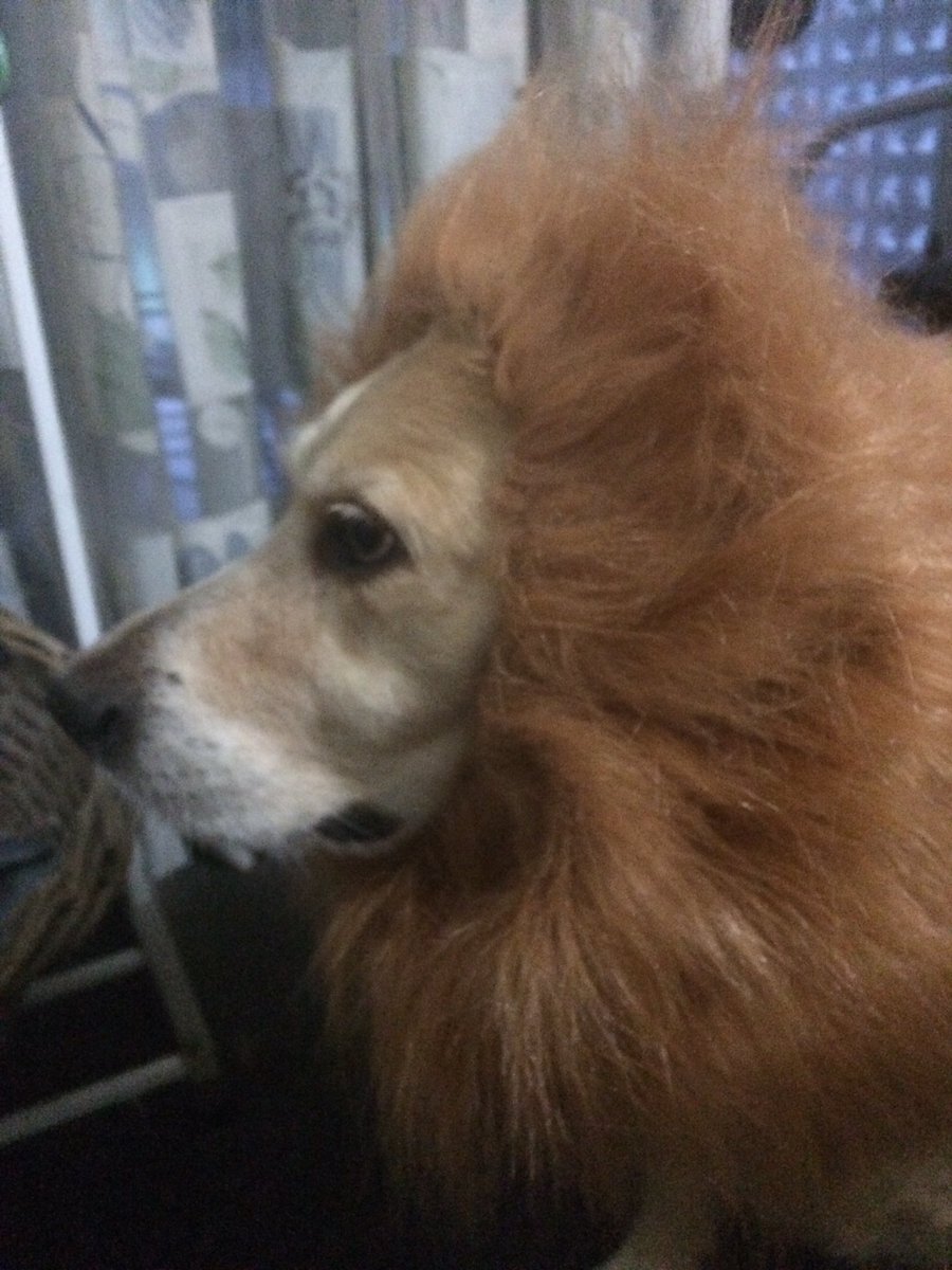 PippaLoves's tweet photo. #Roar #goldenretriever #dogs #DogsOfTwitter #family #love @dog_rates https://t.co/i2YAoQLtGc