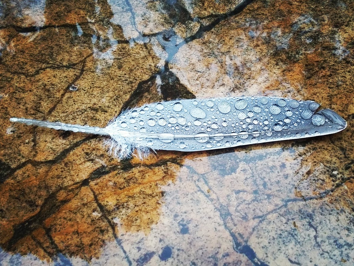 EmerBurg's tweet photo. Wings To Fly https://t.co/K8SXCIKVXn