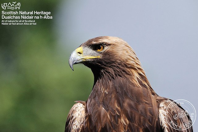 NatureScot's tweet photo. Who could forgot our winner of our Scotland's Big 5, voted by the nation.  The Golden eagle was crowned, can u recall the others?  #SNHat25 https://t.co/UkxFxpDPWt