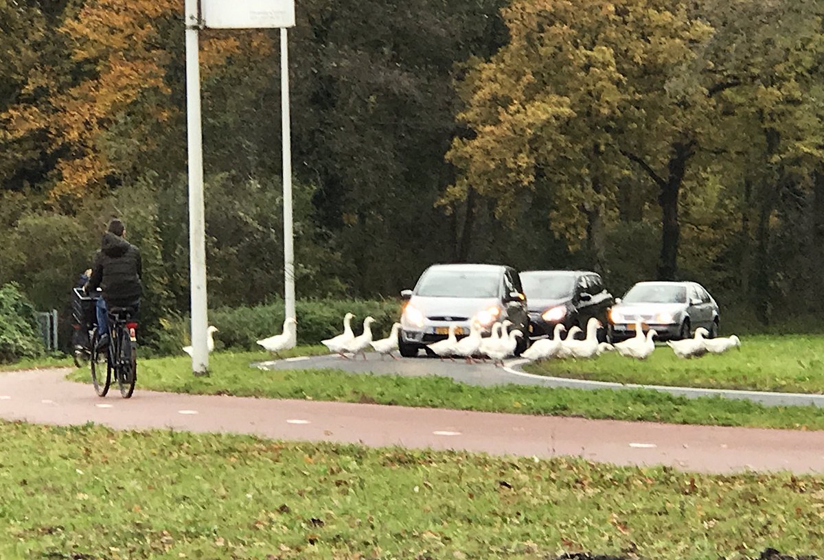 Wie is hier nu ‘King of the Road’?
#Leiden #Oegstgeest