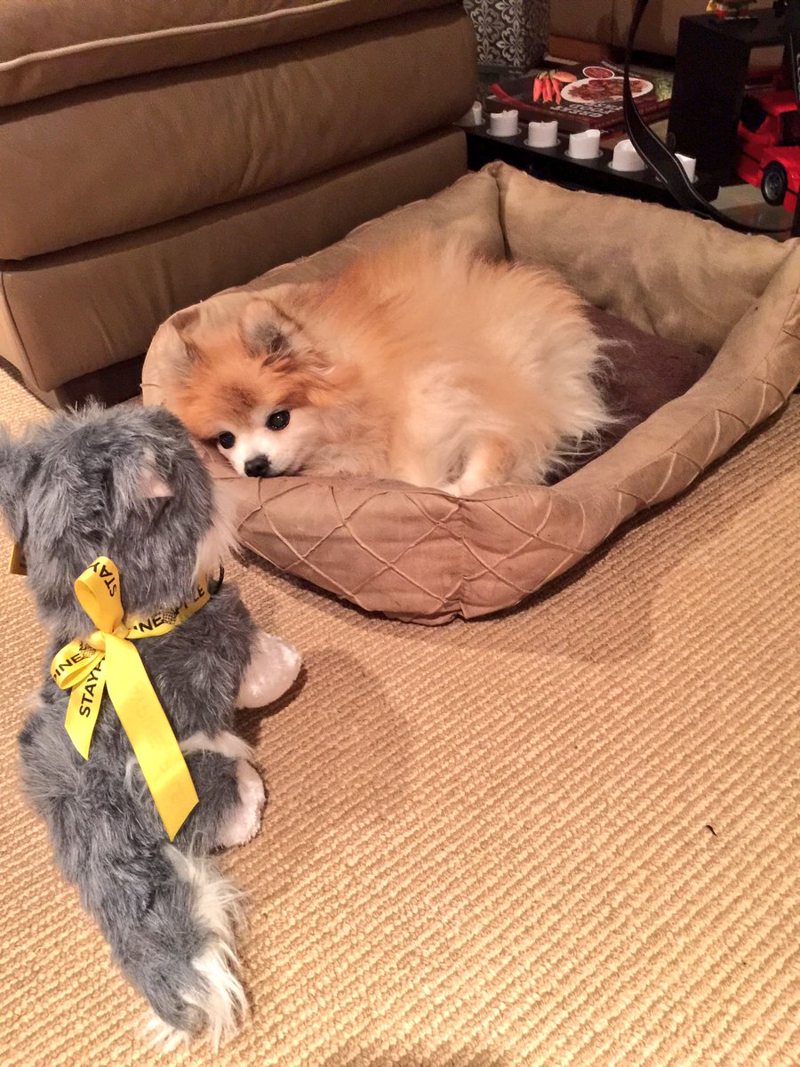 Portland Dog Friendly Hotels Best 2017 Pet Friendly Hotels In Portland Oregon Accepting Dogs Cats
