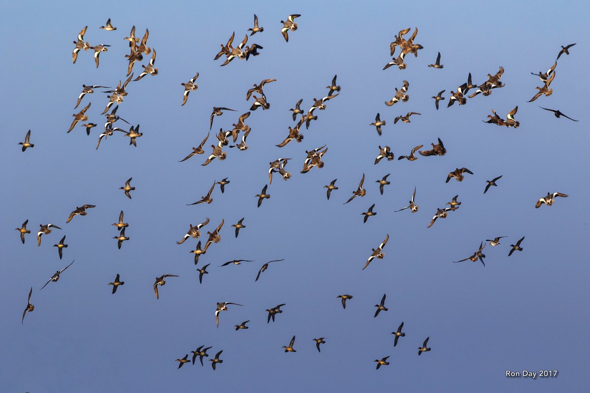 sleepyman347's tweet photo. @SupportNWT @Britnatureguide @RecordWildlife #naturephotography - A sky full of #Wigeon @NWTCleyCentre on Monday - put up by a Marsh Harrier https://t.co/rek88jwtjJ