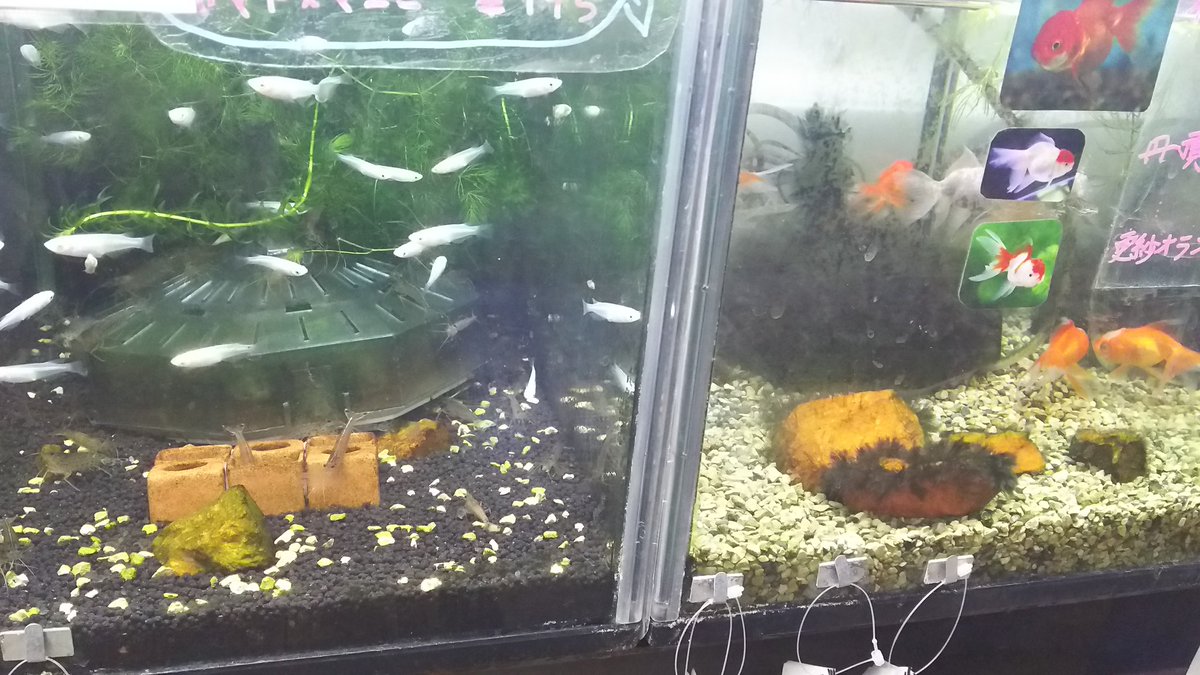 G River 近所のホームセンターの黒ヒゲ苔が大惨事で うちで餓死を待つばかりの増えすぎミナミヌマエビを放り込みたい 同じ環境で並んでるのに エビのいる水槽といない水槽のこの違いをご覧ください 金魚ならエビ入れられないのは仕方ないけどね G River 近所のホームセンターの黒ヒゲ苔が大惨事で うちで餓死を待つばかりの増えすぎミナミヌマエビを放り込みたい 同じ環境で並んでるのに エビのいる水槽といない水槽のこの違いをご覧ください 金魚ならエビ入れられないのは仕方ないけどね