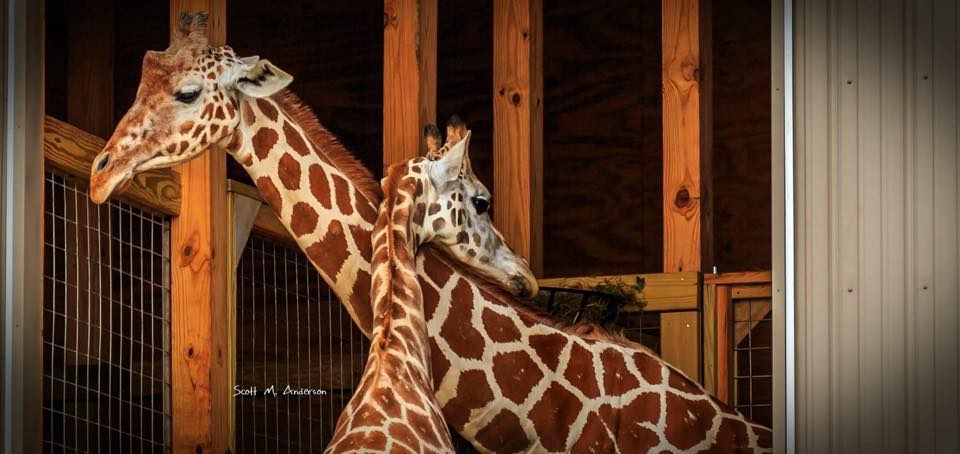 WDRBWAVE's tweet photo. GIRAFFE ALERT: Could April the giraffe be expecting another baby? https://t.co/aTfU9mHMr4 #AprilsViewCrew #OMG https://t.co/U1wEdpqAqk