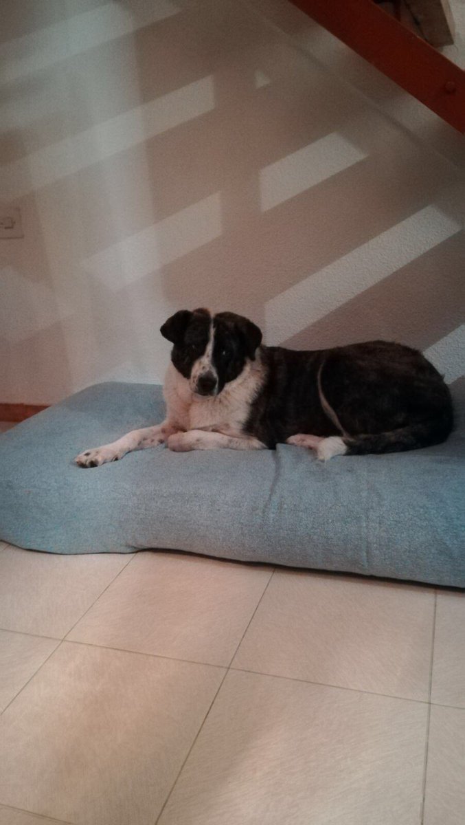 Así de preciosa está Dama! Cómo aún nadie se ha fijado en ella?? Está espectacular 😍 Adopta a Dama! 677764666