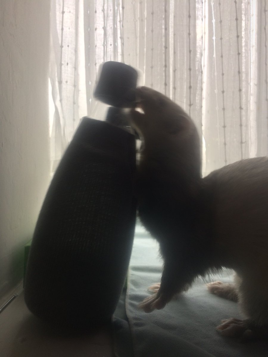 SocksTheNoodle's tweet photo. Hmmm, I see you have water in a bottle again?! No need to help me, I can wrestle it myself. I’m the best at 🌊! Huh? Why don’t you want teeth marks in the lid? All lids are mine. #FerretRules https://t.co/WABQOJXRN2
