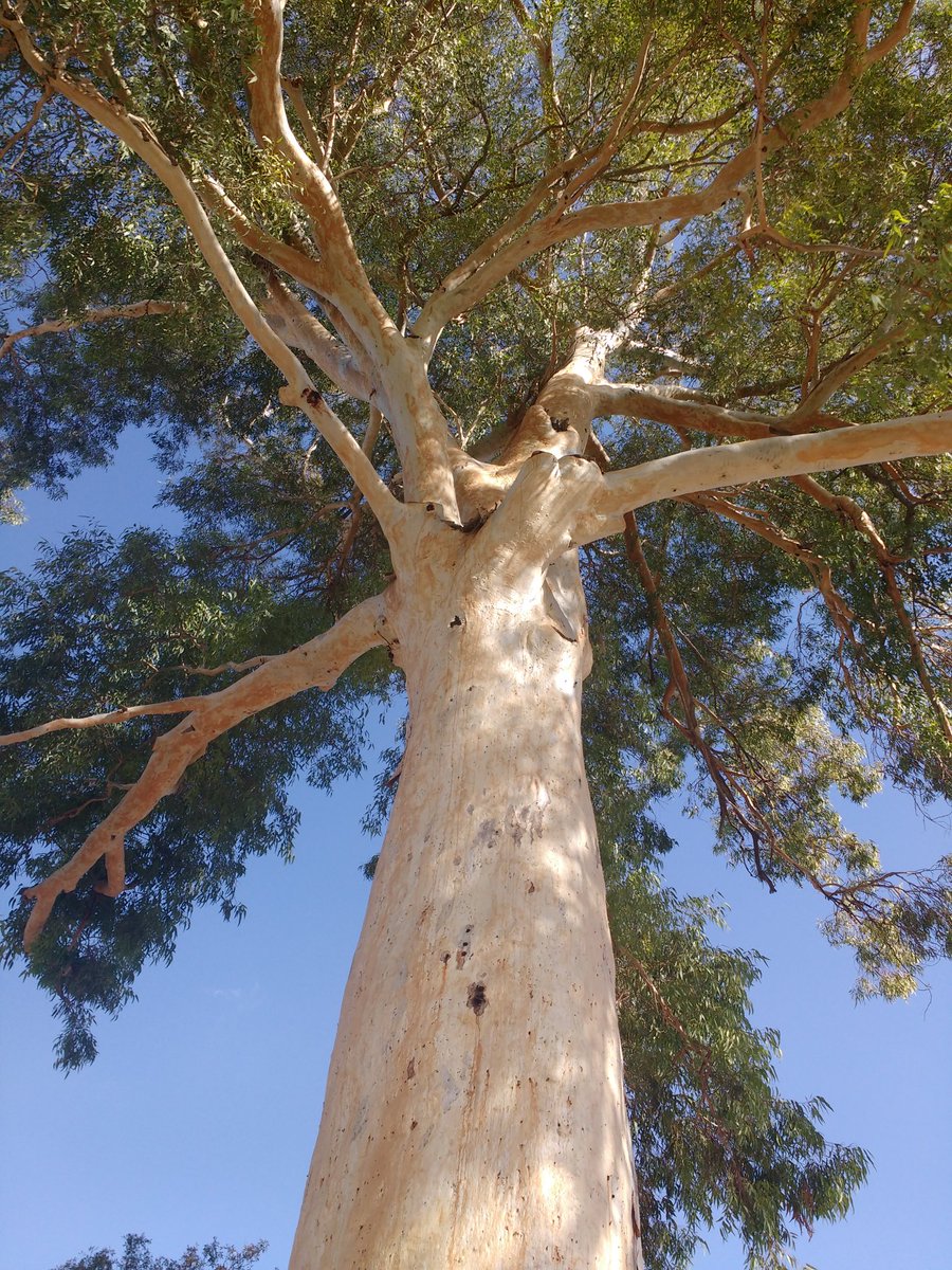 Proper eucalyptus