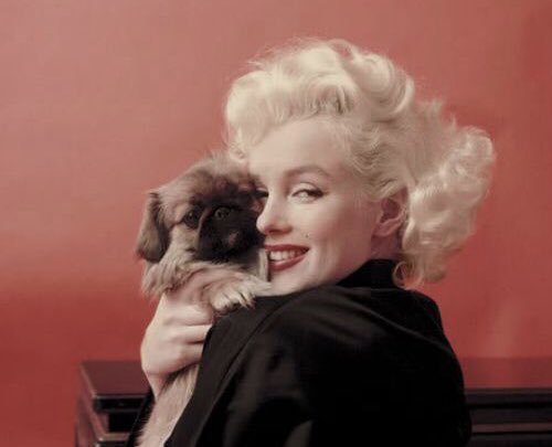 MyMuShuDog's tweet photo. My 1955 #doppelgänger from 62 years ago with unforgettable #MarilynMonroe at her #OrientalSitting by photographer #MiltonHGreene with one of Sidney Guilaroff’s three Pekingese #dogs. Love this photo! #Pekingese #PekeLove #SweetPeke https://t.co/xJ3n2q57hl