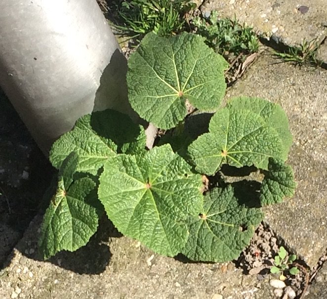 Mondo Leone tweet media