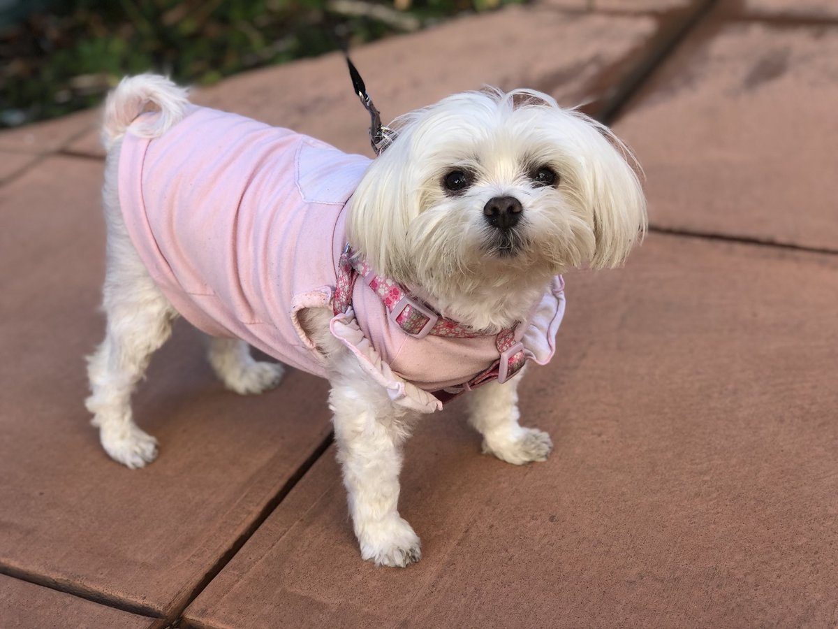 ZoeyMarieEstes's tweet photo. Happy #Friday @mariasearth #itsyourgdla Off today hanging with my little girl πππΆ. Doing fantastic a year after heart surgery ππ https://t.co/4c9roFvFZ4