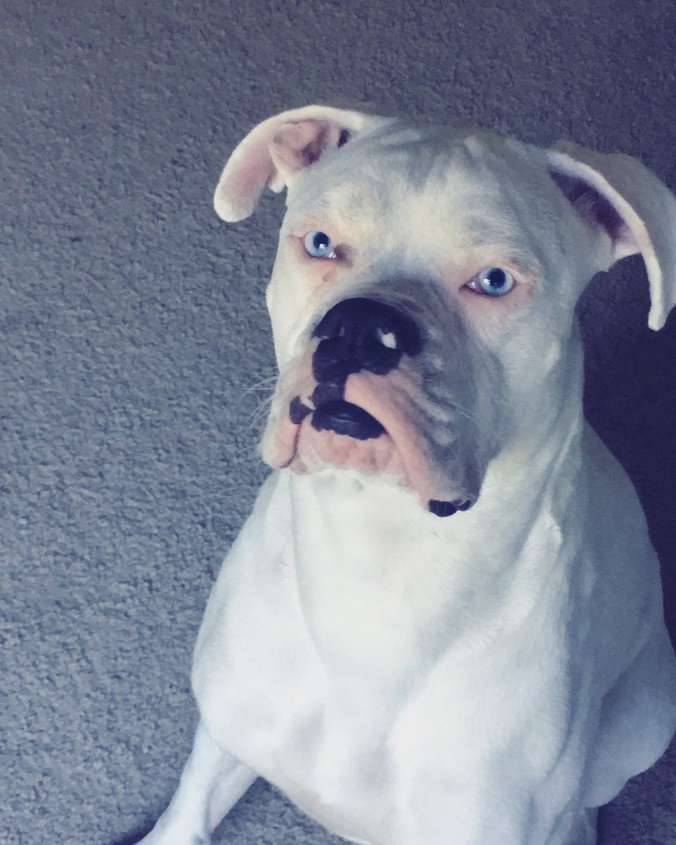taurus_vaughn's tweet photo. Morning featuring Wrig. ☀️ #boxer #boxersofinstagram #boxerpuppy #whiteboxer #whiteboxers #puppy #blueeyes #whiteboy #boxerdogs #boxergram #morning #pose #naturallight #naturalmodel #lovemyboy https://t.co/pVU0k6jl4p
