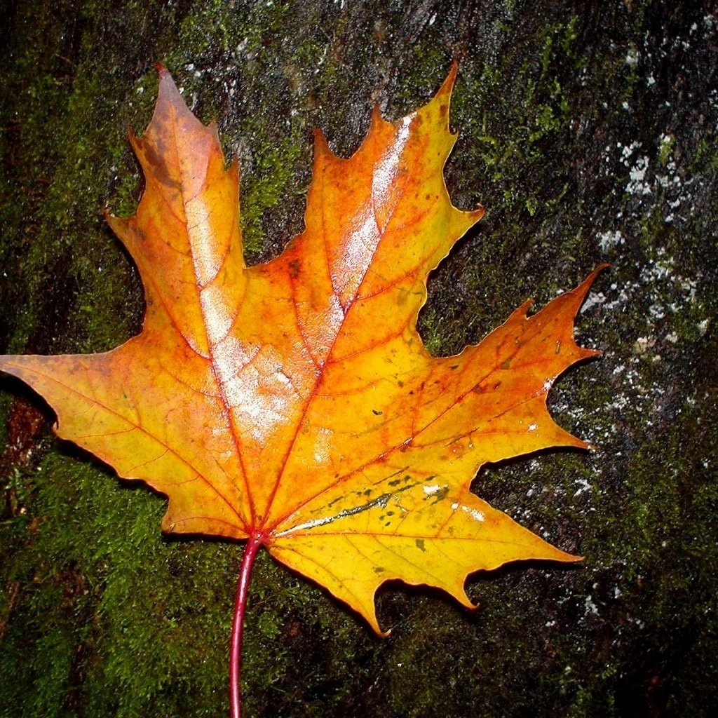 nupecco's tweet photo. Si alguien ha visto al #otoño, que le diga que le echo de menos... De manga corta a 3 mangas en una semana #MissingAutumn #CambioClimático https://t.co/OF5pBEObI7