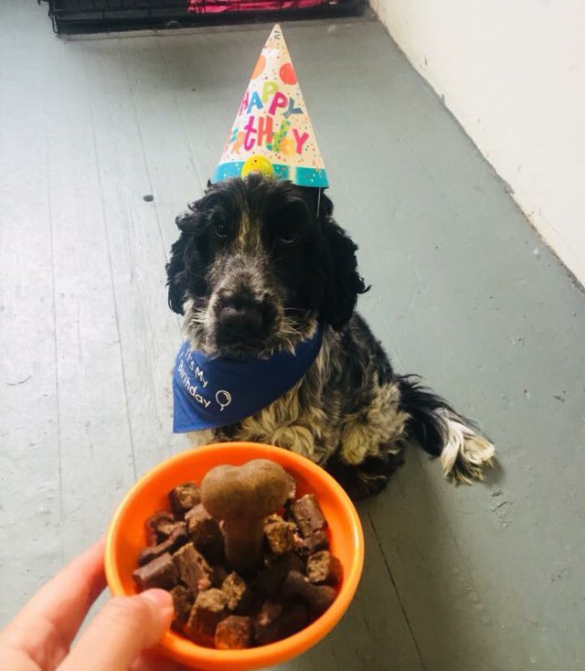 rufflesnotts's tweet photo. It’s Murphy’s birthday! Happy birthday Murphy! #cockerspaniel #dog #dogs #doggydaycare #nottingham https://t.co/2rhzcdxPpb