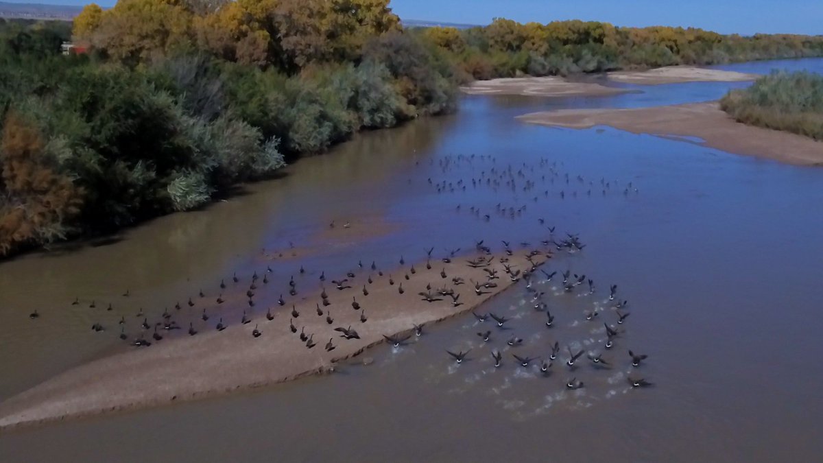 NMinFocus's tweet photo. The Valle de Oro National Wildlife Refuge is an urban refuge. @LauraPaskus takes us there for a closer look tonight on @NMPBS #OurLandNM #wildlife #NMenvironment https://t.co/QfezzpJwfS