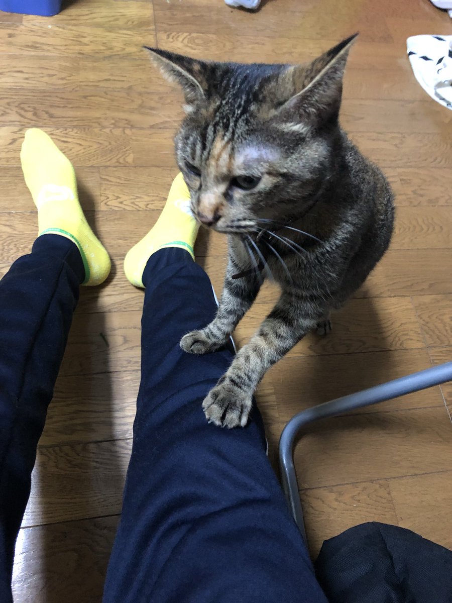 hty0831's tweet photo. 何かを懇願してる…きっと、遊べ！なんだろうなぁ��
#愛猫
#ししゃもちゃん
#3歳
#溺愛 https://t.co/ujp7rMeHKn
