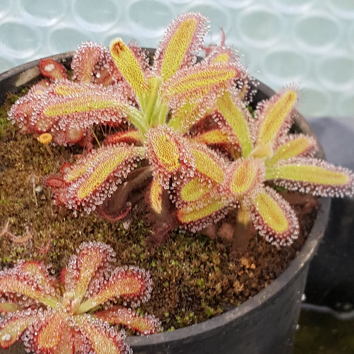 triffidplants's tweet photo. Drosera cistiflora and D.venusta (foreground) enjoying our autumn days. #triffidplants #sundews #carnivorous #foodchaininreverse #triffids #flytraps #triffidnurseries https://t.co/x03qD5TJh6