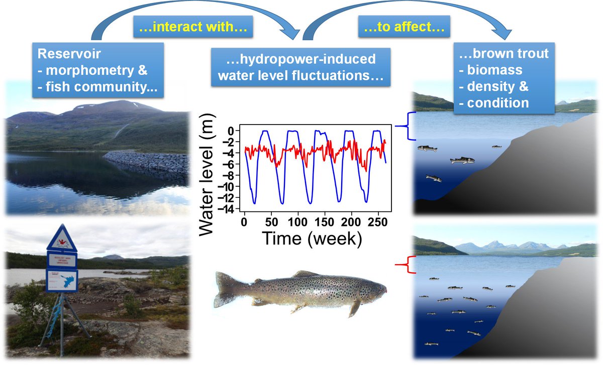 Ingeborg P. Helland on Twitter: "We have a new paper about how fluctuations in water affect #fishes in #hydropower reservoirs. Results show that local environment and species community modify the impact