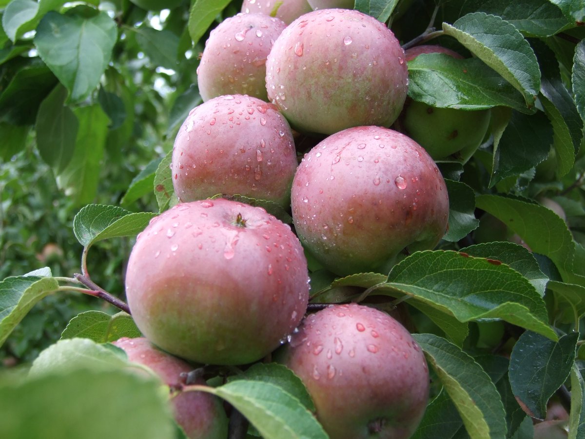 Interneta veikalā NUKO.lv var iegādāties mūsu audzētos ābolus.  Ābolus var iegādāties arī veikalos Rīgā - Stockmann, Rimi Latvia, Skai Baltija, mc2, Mego.