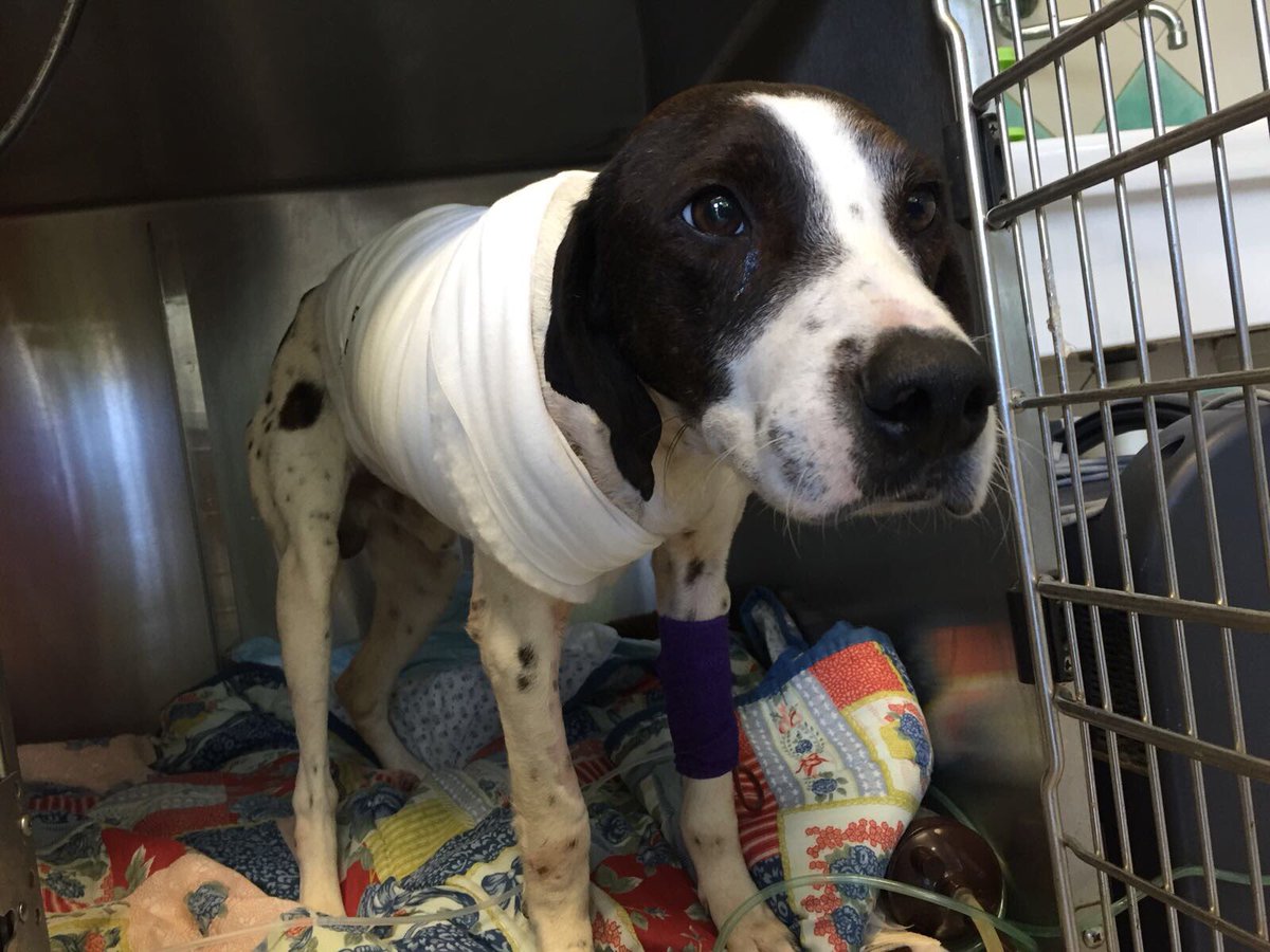 TgrRaiSardegna's tweet photo. Sta bene e lentamente si sta riprendendo #Freccia, il cane ferito con un arpione. Stamattina gli abbiamo fatto visita con l’inviata @ChiaraZammitti. Intanto c’è un’inchiesta per cercare di trovare il colpevole di questo gesto. @TgrRai https://t.co/mEjj1z5QKa
