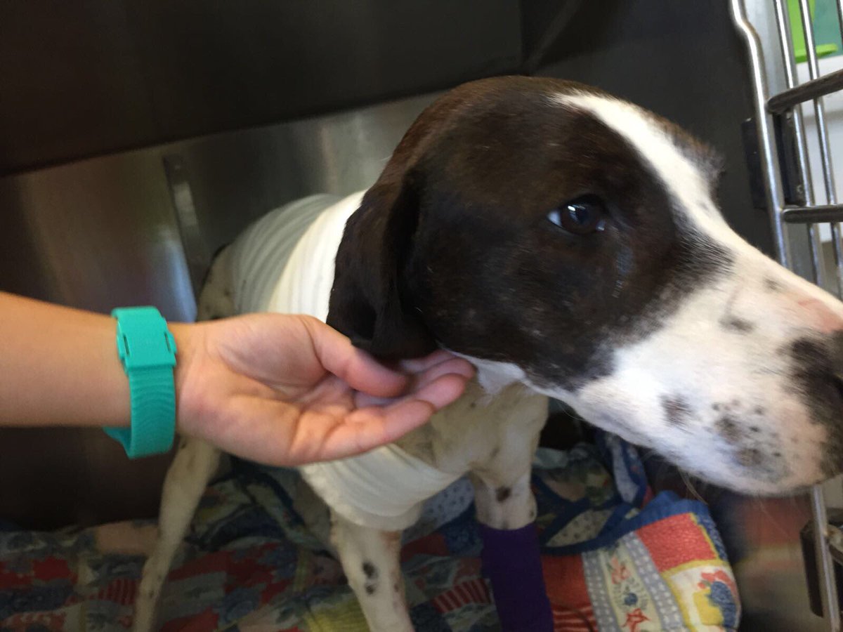TgrRaiSardegna's tweet photo. Sta bene e lentamente si sta riprendendo #Freccia, il cane ferito con un arpione. Stamattina gli abbiamo fatto visita con l’inviata @ChiaraZammitti. Intanto c’è un’inchiesta per cercare di trovare il colpevole di questo gesto. @TgrRai https://t.co/mEjj1z5QKa