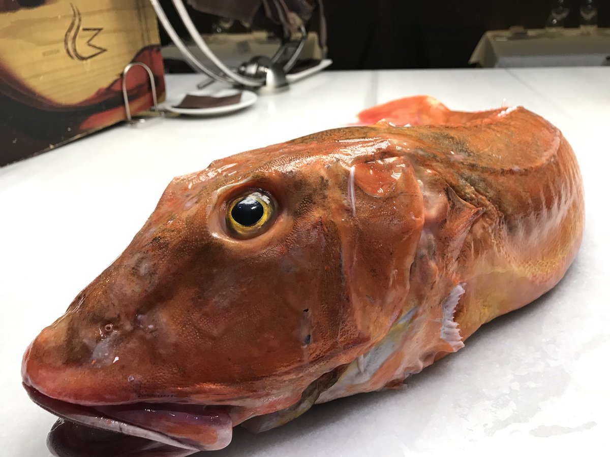 AMundina's tweet photo. Monumental pez para la caldeirada de @SilviaFacal #escacho #alfondiga #rubio #liberna #cuco....es el pescado que tiene un nombre en cada puerto🎣🐠 #felizviernes #amundiña #coruña #costadamorte #productop https://t.co/3vD5hsmHd2