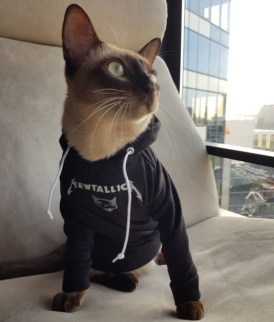 MiylaBae's tweet photo. Rocking my new hoodie from @hoodcatco Am I Evil? Not sure, but my face look a little Blackened. #mewtallica #nothi… https://t.co/j7mYuKkqD2 https://t.co/etnBUe1qTm