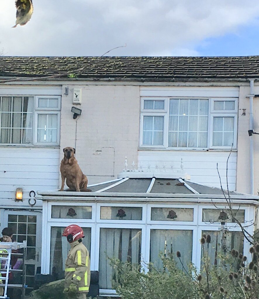 SFRS_Wellington's tweet photo. Crews have successfully rescued Ruby the Bullmastiff from a Conservatory roof in Telford. A first for most of the crew!! 🐕 #animalrescue https://t.co/x05xNoL7mC