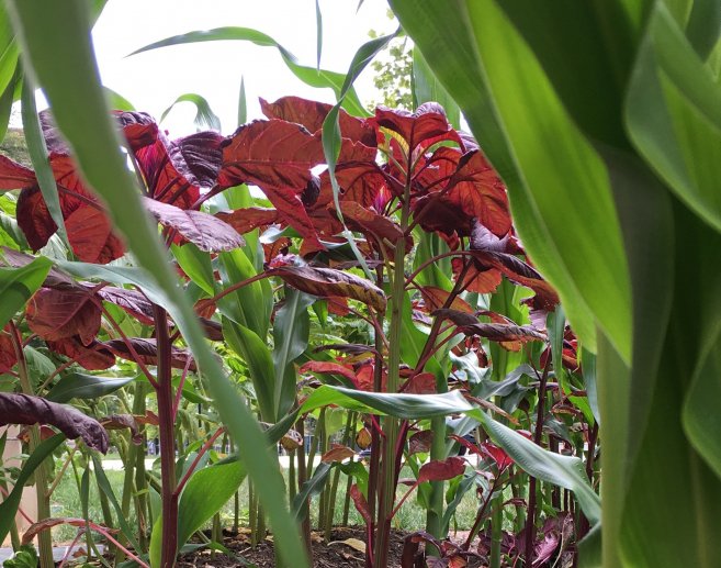 NewThought4Food's tweet photo. InFACT is “setting the table” for improved food security in Ohio and beyond! https://t.co/gDLoXxB7Gk @ediblecbus #DiscoveryInFACT https://t.co/ep4ecJXYf3