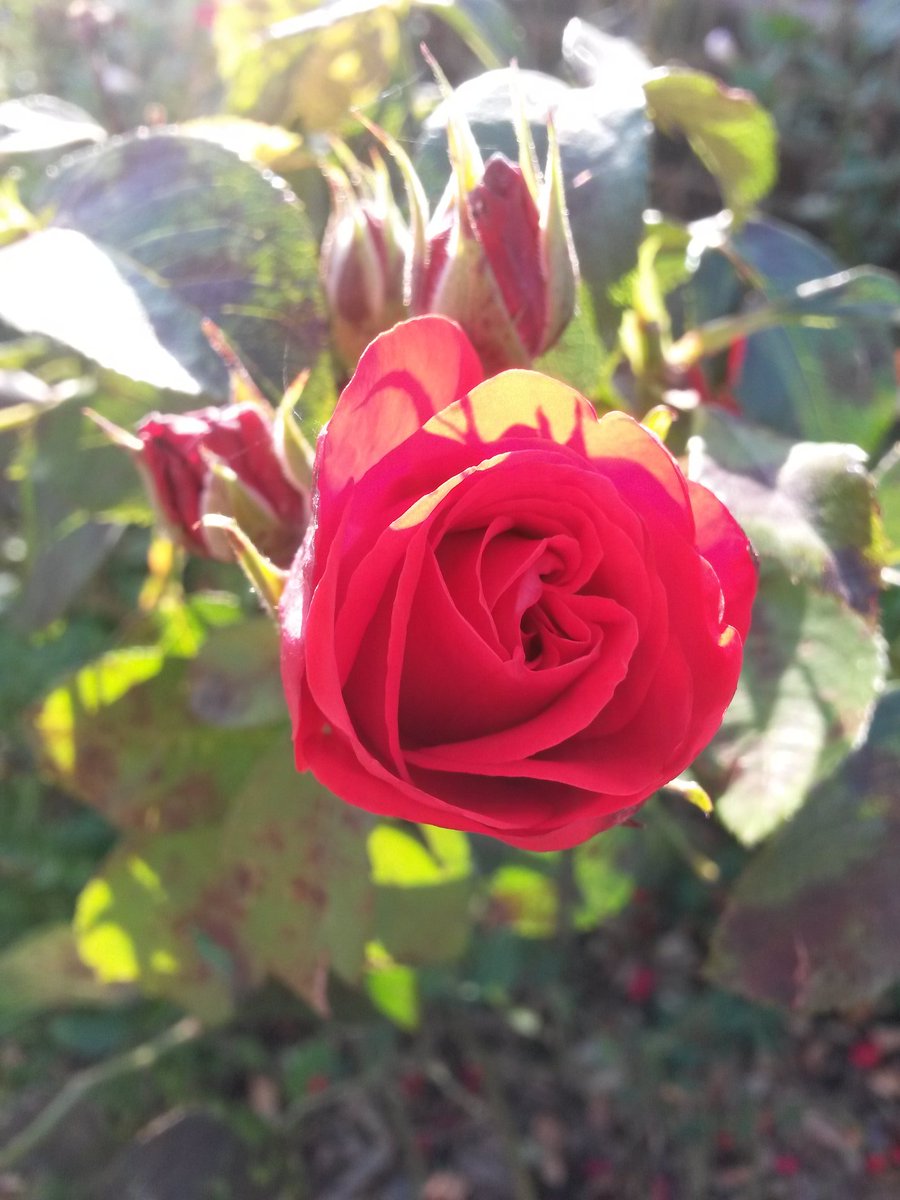 cesdenne (@cesdenne) on Twitter photo 