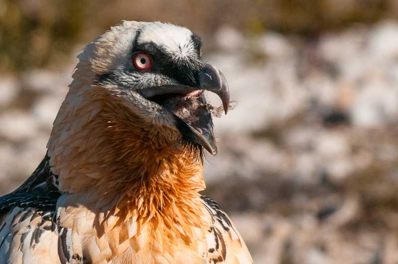 wildsightsafari's tweet photo. The magestic but endangered lammergeyer or the bearded vulture. Found in the Elgons. Why is all beauty endangered?
#wildsights #eastafricafinest #elgonmtn #birding #Stop_poaching https://t.co/znDf9zOHPi