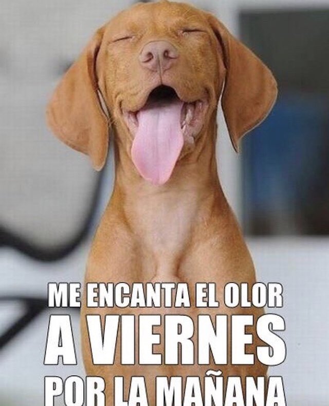 petipstv_'s tweet photo. Ya planificaste qué hacer con tu mascota este fin de semana? #PETips #doglovers #animallovers #respect https://t.co/s8MoxpzTk6