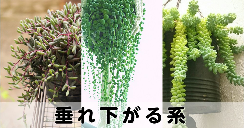 植物 垂れ下がる