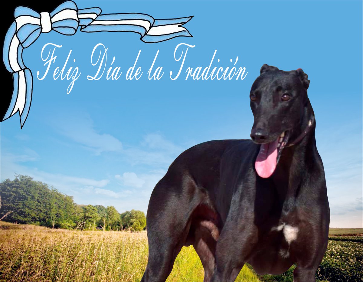 GyoGsoy's tweet photo. Las tradiciones no se digitan ni decretan, las hace la gente, las carreras de galgos datan de los años 70 en la Argentina, 4 generaciones conviven con esta pasión que se fue traspasando, las tradiciones no se prohíben, se valoran. Feliz Día de la tradición Galgueros. https://t.co/h3gktMoPZo