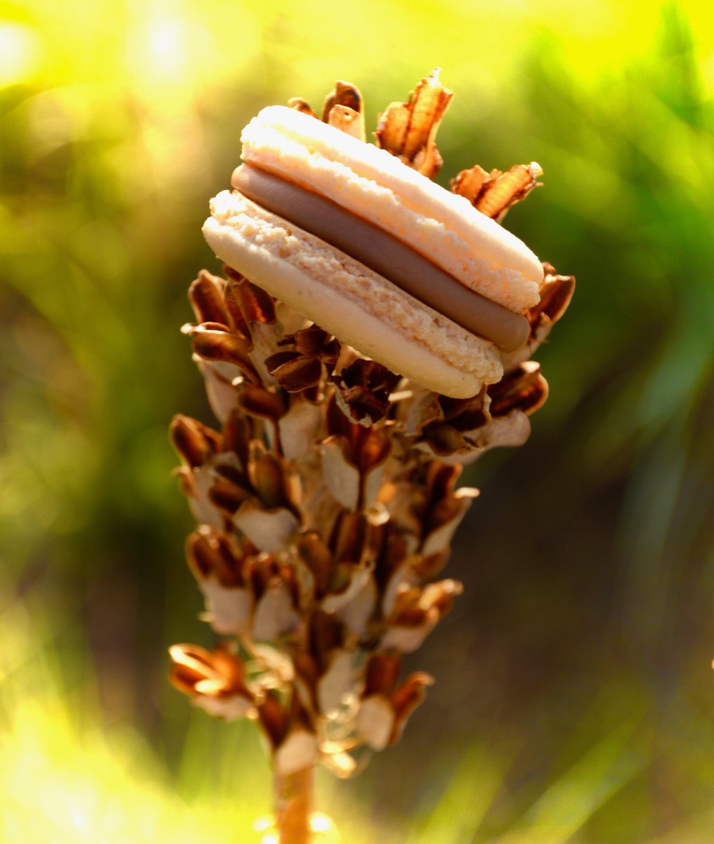 The perfect #picnic addition to your picnic outing this #weekend in #Jozi. #saltedcaramel #macarons💛🌾💛🌾💛🌾💛 #delicious #sweettooth