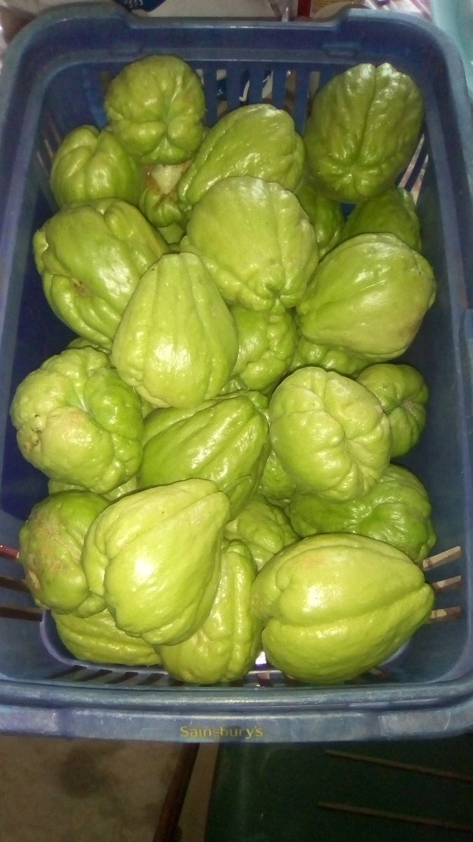 CraineLife's tweet photo. When Dad asked me to pick the last of the Cho Cho I wasn't expecting this!!! #crainelife #homegrown #Cho_Cho #Chayote #St_Christophine. https://t.co/eORr4QBLwo